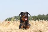 BEAUCERON 008